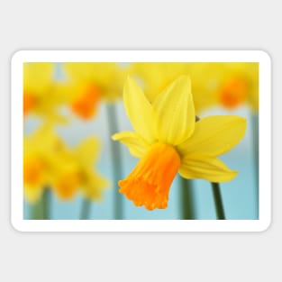 Narcissus  &#39;Jetfire&#39;   AGM  Daffodil  Div.  6 Cyclamineus Sticker